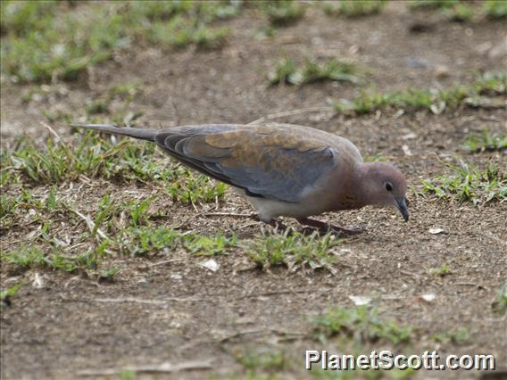 Laughing Dove (Streptopelia senegalensis)