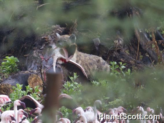 Spotted Hyena (Crocuta crocuta) Eats Flamingo