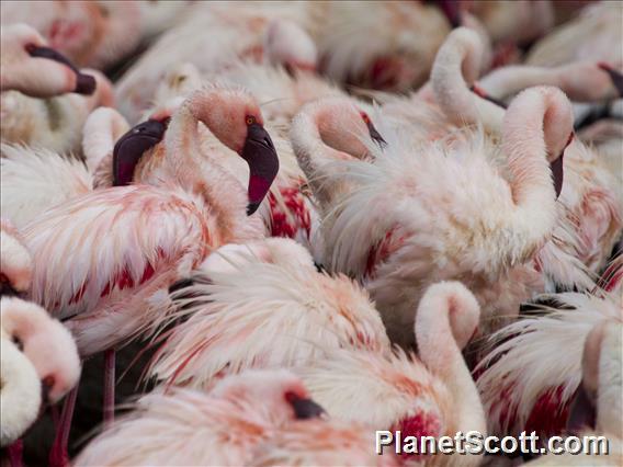 Lesser Flamingo (Phoeniconaias minor)