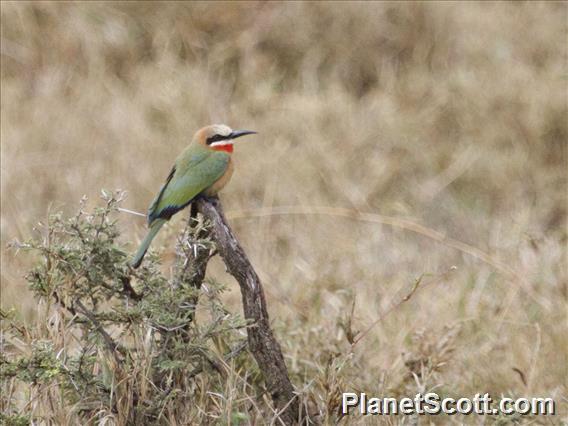 White-fronted Bee-eater (Merops bullockoides)