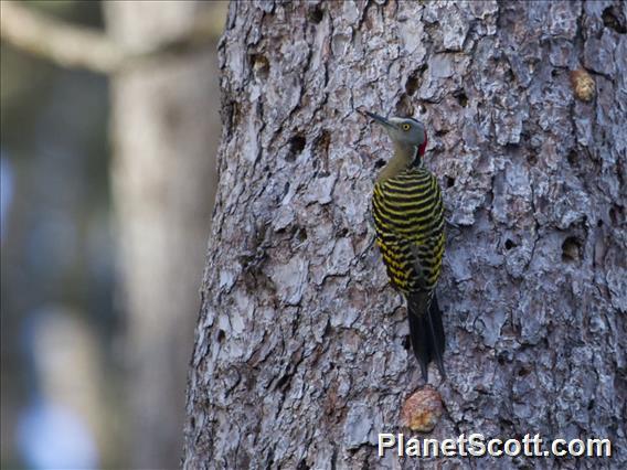 Hispaniolan Woodpecker (Melanerpes striatus)