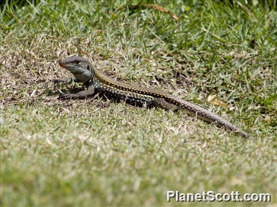 Hispaniolan Giant Ameiva (Pholidoscelis chrysolaemus)