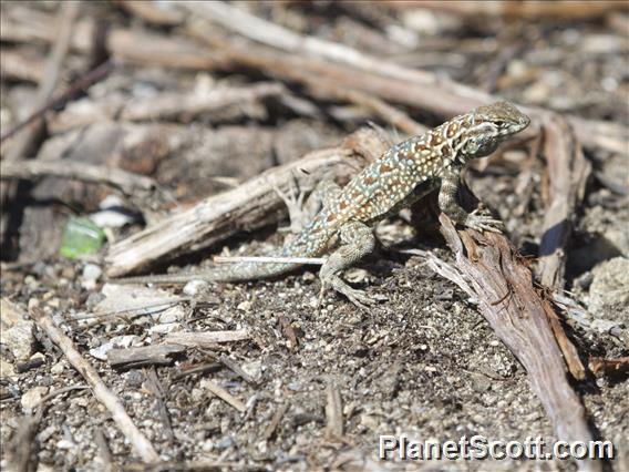 Common Side-blotched Lizard (Uta stansburiana)