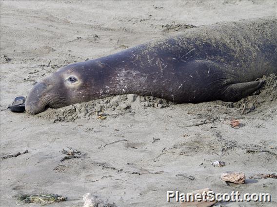 Northern Elephant Seal (Mirounga angustirostris)