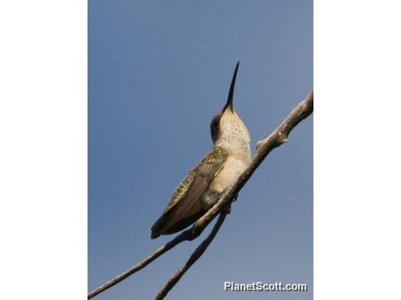 Black-chinned Hummingbird (Archilochus alexandri)