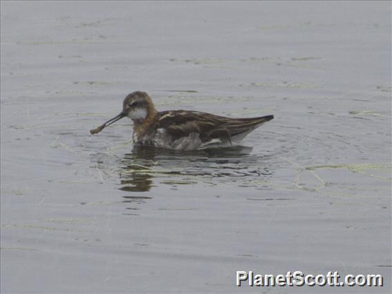 Red-necked Phalarope (Phalaropus lobatus)