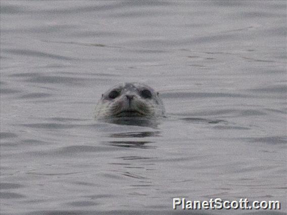 Harbor Seal (Phoca vitulina)