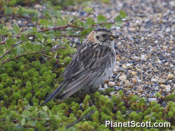 Lapland Longspur (Calcarius lapponicus) - Female