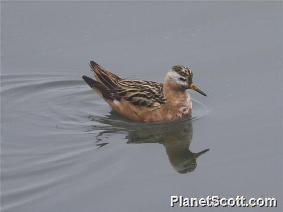 Red Phalarope (Phalaropus fulicarius)