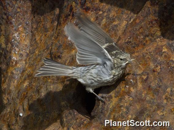 Common Redpoll (Acanthis flammea)