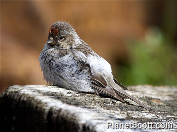 Redpoll (Acanthis flammea)