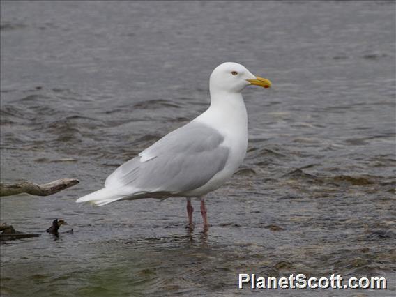 Glaucous Gull (Larus hyperboreus) - Adult Breeding