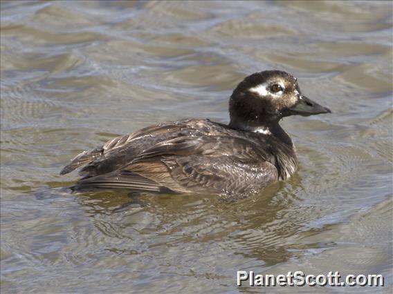 Long-tailed Duck (Clangula hyemalis)