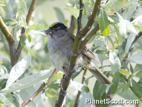 Golden-crowned Sparrow (Zonotrichia atricapilla)