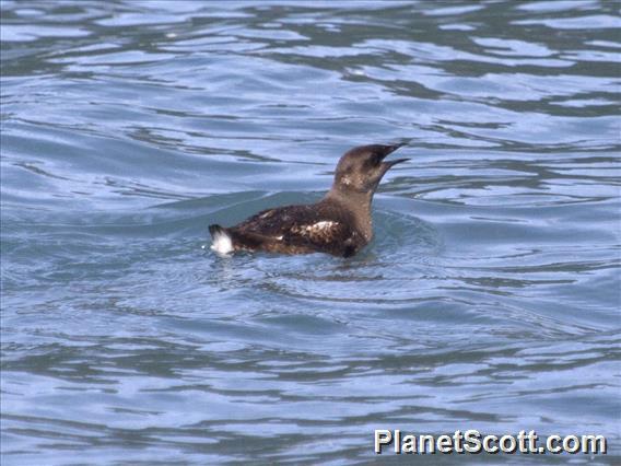 Marbled Murrelet