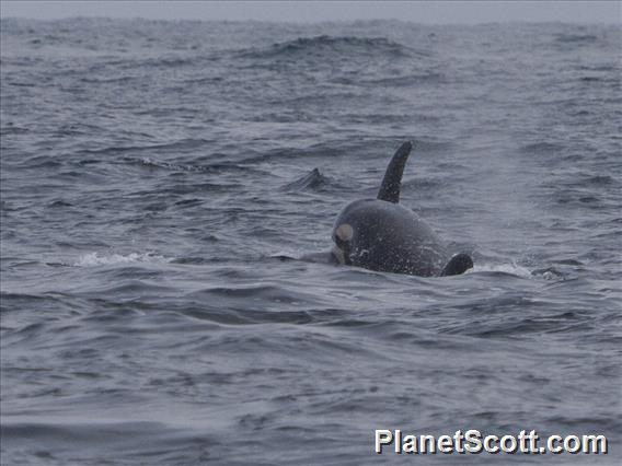 Killer Whale (Orcinus orca) - In Love