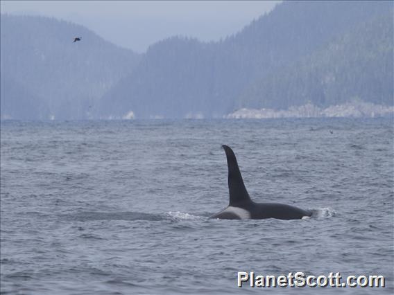 Killer Whale (Orcinus orca) - with Puffin