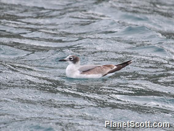 Franklin's Gull (Leucophaeus pipixcan)