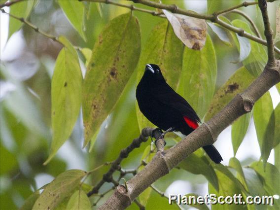 Scarlet-rumped Tanager (Ramphocelus passerinii costaricensis)