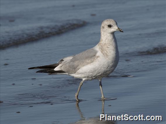 Mew Gull (Larus canus)