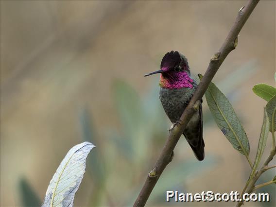 Anna's Hummingbird (Calypte anna)