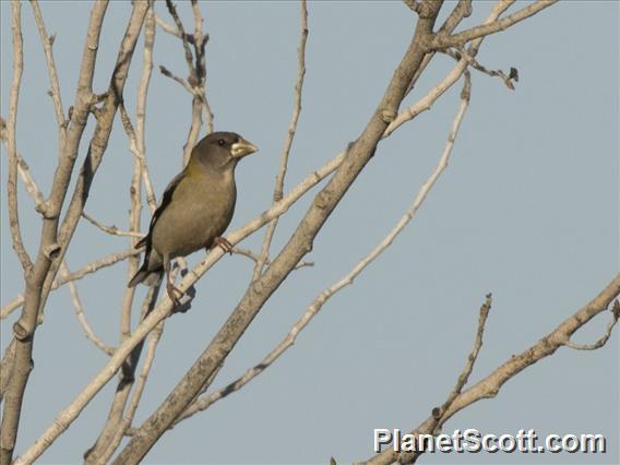 Evening Grosbeak (Coccothraustes vespertinus)