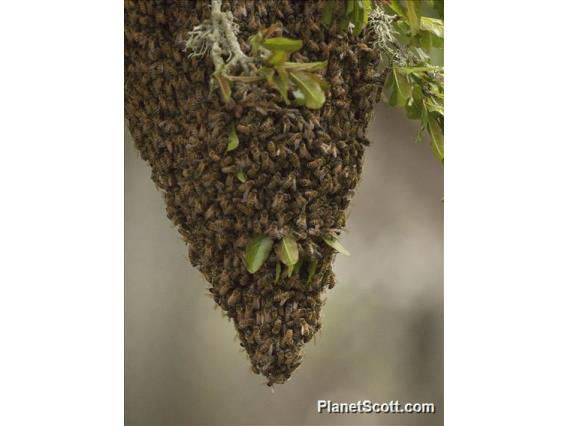 Honeybee (apis mellifera)