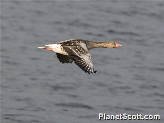 Graylag Goose (Anser anser)