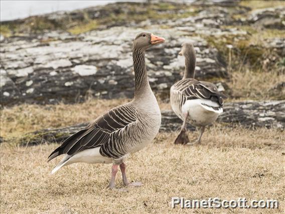 Graylag Goose (Anser anser)