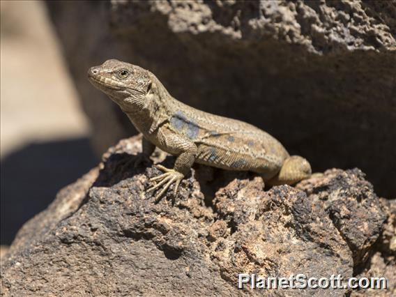 Tenerife Lizard (Gallotia gallotia) - Female