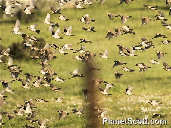 Spanish Sparrow (Passer hispaniolensis)