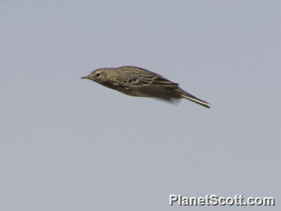 Meadow Pipit (Anthus pratensis)