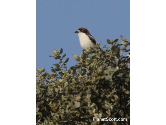 Woodchat Shrike (Lanius senator)