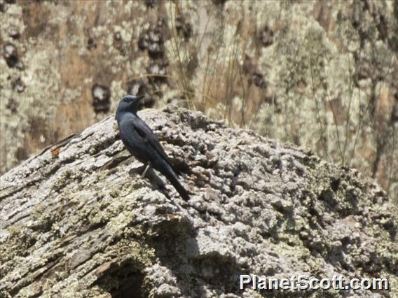 Blue Rock-Thrush (Monticola solitarius)