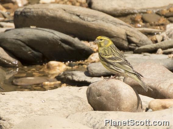 European Serin (Serinus serinus)