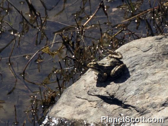 Iberian Green Frog (Pelophylax perezi)