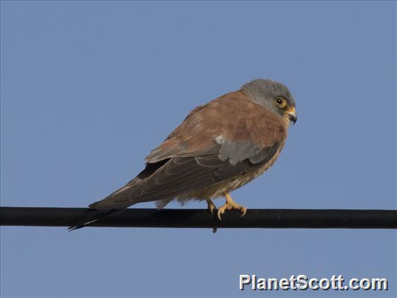 Lesser Kestrel (Falco naumanni)