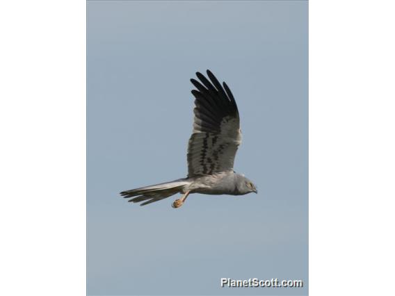 Montagu's Harrier (Circus pygargus) - Male