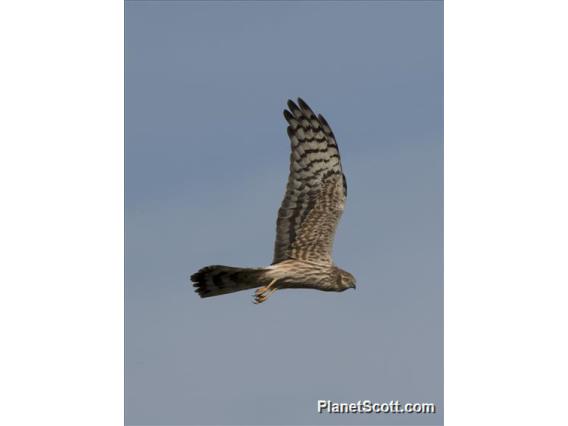 Montagu's Harrier (Circus pygargus) - Female