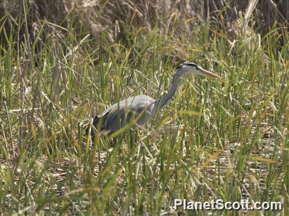 Gray Heron (Ardea cinerea)