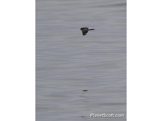 Wilson's Storm-Petrel (Oceanites oceanicus)