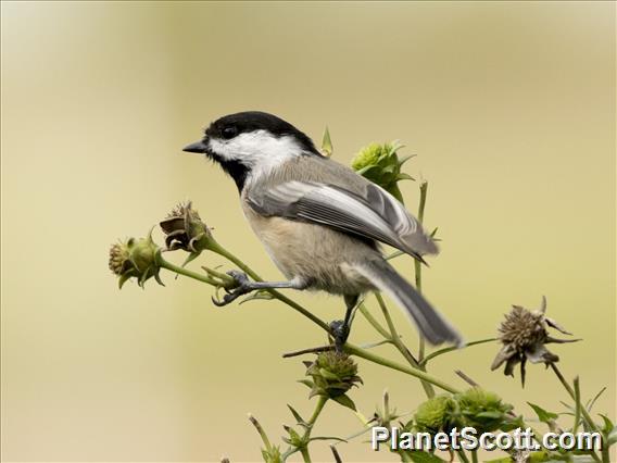 Black-capped Chickadee (Poecile atricapillus)