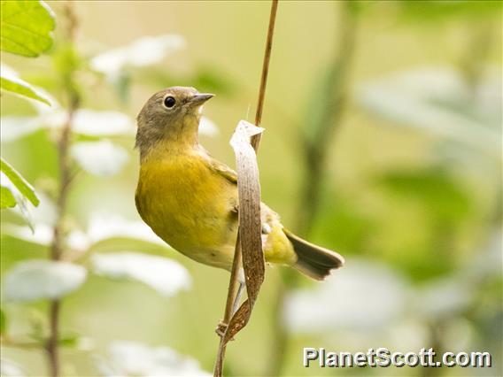 Nashville Warbler (Oreothlypis ruficapilla)