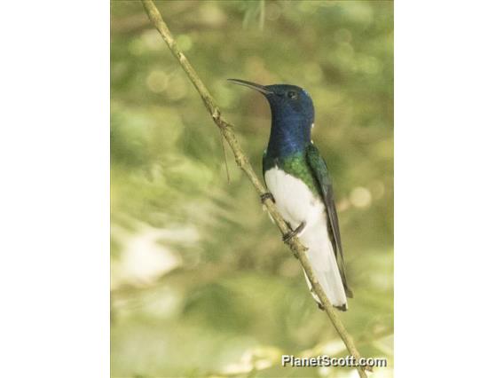 White-necked Jacobin (Florisuga mellivora) - Male