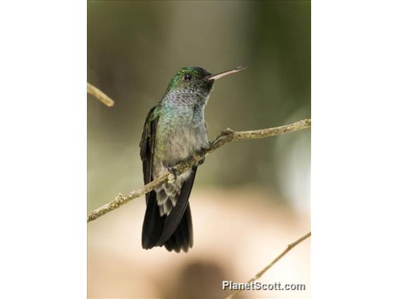 Blue-chested Hummingbird (Amazilia amabilis)