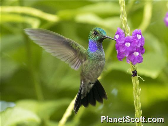 Blue-chested Hummingbird (Amazilia amabilis) - Male