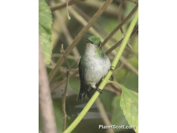 Violet-bellied Hummingbird (Juliamyia julie) - Female