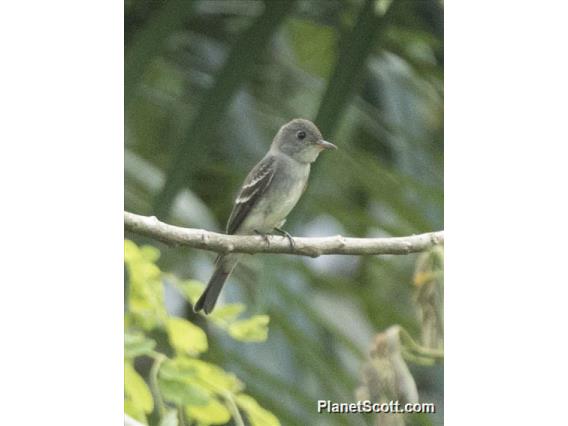 Tropical Pewee (Contopus cinereus)