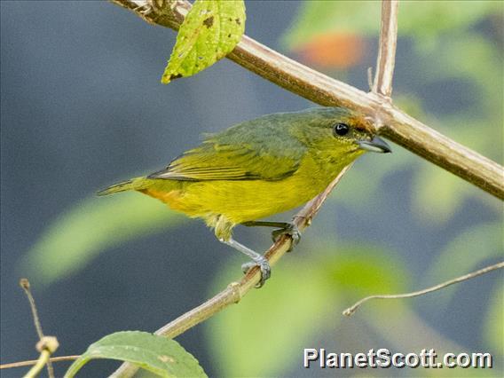 Fulvous-vented Euphonia (Euphonia fulvicrissa) - Female