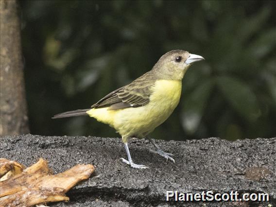 Flame-rumped Tanager (Ramphocelus flammigerus) - Female